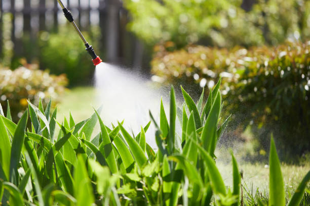 24/7 Emergency Termite Control experts in Rocklin, CA