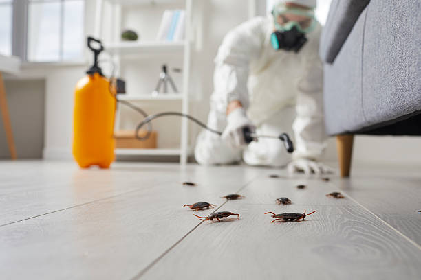 Affordable Termite Control solutions in Rocklin, CA